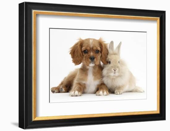 Cavalier King Charles Spaniel Puppy, Star, with Sandy Rabbit-Mark Taylor-Framed Photographic Print