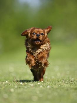 Cavalier King Charles Spaniel, Puppy, 14 Weeks, Ruby, Running on Beach,  Jumping' Photographic Print - Petra Wegner