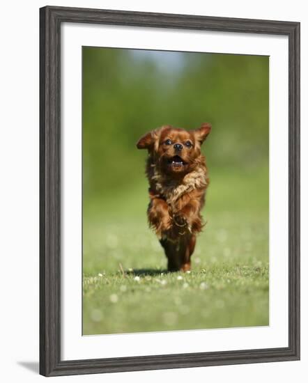 Cavalier King Charles Spaniel, Ruby, 10 Month, Running Fast in Garden-Petra Wegner-Framed Photographic Print