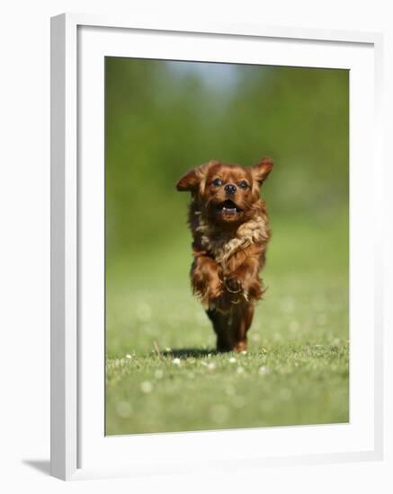 Cavalier King Charles Spaniel, Ruby, 10 Month, Running Fast in Garden-Petra Wegner-Framed Photographic Print