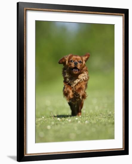 Cavalier King Charles Spaniel, Ruby, 10 Month, Running Fast in Garden-Petra Wegner-Framed Photographic Print