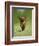 Cavalier King Charles Spaniel, Ruby, 10 Month, Running Fast in Garden-Petra Wegner-Framed Photographic Print