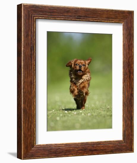 Cavalier King Charles Spaniel, Ruby, 10 Month, Running Fast in Garden-Petra Wegner-Framed Photographic Print