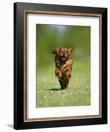 Cavalier King Charles Spaniel, Ruby, 10 Month, Running Fast in Garden-Petra Wegner-Framed Photographic Print