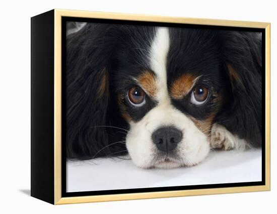 Cavalier King Charles Spaniel, Tricolour, Portrait-Petra Wegner-Framed Premier Image Canvas