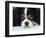 Cavalier King Charles Spaniel, Tricolour, Portrait-Petra Wegner-Framed Photographic Print