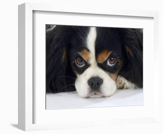 Cavalier King Charles Spaniel, Tricolour, Portrait-Petra Wegner-Framed Photographic Print