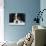 Cavalier King Charles Spaniel, Tricolour, Portrait-Petra Wegner-Photographic Print displayed on a wall
