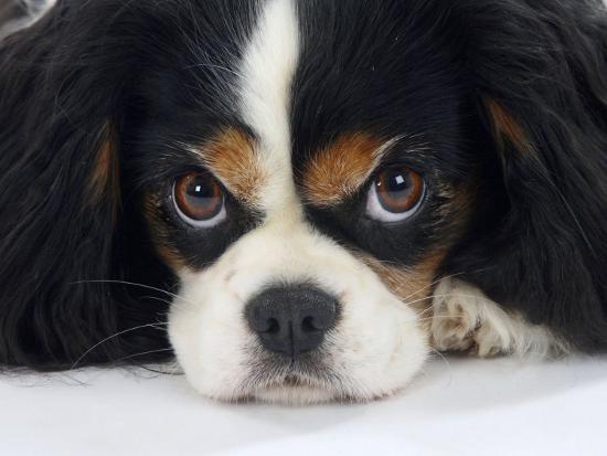 Cavalier King Charles Spaniel Tricolour Portrait Photographic Print Petra Wegner Art Com Cavalier King Charles Spaniel Tricolour Portrait Photographic Print Petra Wegner Art Com