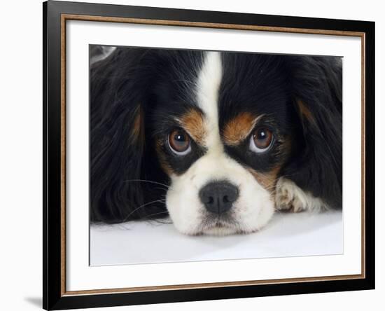 Cavalier King Charles Spaniel, Tricolour, Portrait-Petra Wegner-Framed Photographic Print