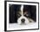 Cavalier King Charles Spaniel, Tricolour, Portrait-Petra Wegner-Framed Photographic Print