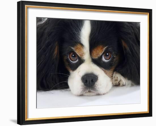 Cavalier King Charles Spaniel, Tricolour, Portrait-Petra Wegner-Framed Photographic Print