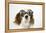 Cavalier King Charles Spaniel Wearing Joke-null-Framed Premier Image Canvas