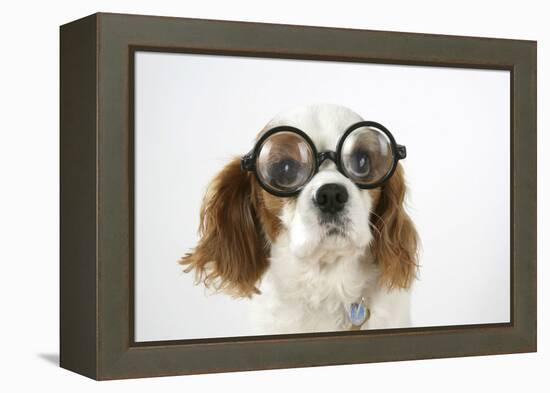 Cavalier King Charles Spaniel Wearing Joke-null-Framed Premier Image Canvas