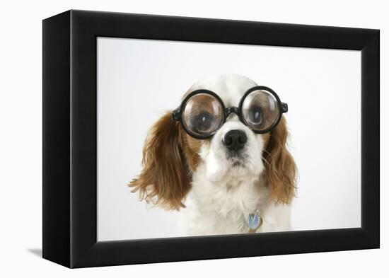 Cavalier King Charles Spaniel Wearing Joke-null-Framed Premier Image Canvas