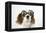 Cavalier King Charles Spaniel Wearing Joke-null-Framed Premier Image Canvas