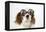 Cavalier King Charles Spaniel Wearing Joke-null-Framed Premier Image Canvas