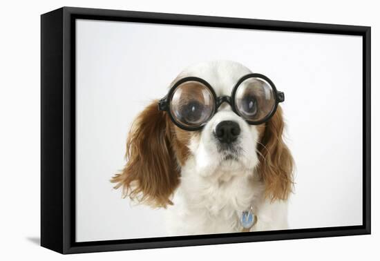 Cavalier King Charles Spaniel Wearing Joke-null-Framed Premier Image Canvas