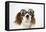 Cavalier King Charles Spaniel Wearing Joke-null-Framed Premier Image Canvas