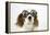 Cavalier King Charles Spaniel Wearing Joke-null-Framed Premier Image Canvas