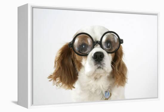 Cavalier King Charles Spaniel Wearing Joke-null-Framed Premier Image Canvas