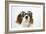 Cavalier King Charles Spaniel Wearing Joke-null-Framed Photographic Print