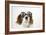 Cavalier King Charles Spaniel Wearing Joke-null-Framed Photographic Print