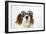 Cavalier King Charles Spaniel Wearing Joke-null-Framed Photographic Print