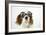 Cavalier King Charles Spaniel Wearing Joke-null-Framed Photographic Print