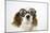 Cavalier King Charles Spaniel Wearing Joke-null-Mounted Photographic Print