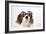 Cavalier King Charles Spaniel Wearing Joke-null-Framed Photographic Print