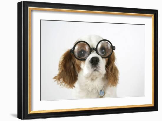 Cavalier King Charles Spaniel Wearing Joke-null-Framed Photographic Print