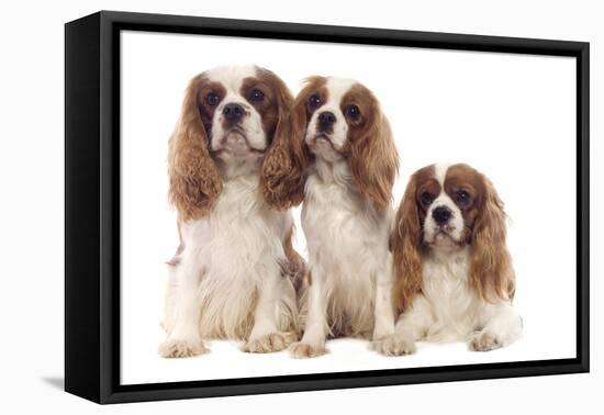 Cavalier King Charles Spaniel-null-Framed Premier Image Canvas