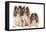 Cavalier King Charles Spaniel-null-Framed Premier Image Canvas