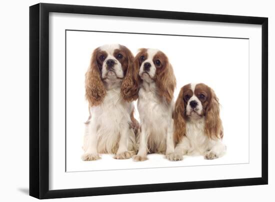 Cavalier King Charles Spaniel-null-Framed Photographic Print