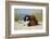 Cavalier King Charles Spaniels With Tricolor And Ruby Colourations On Beach, Texel, Netherlands-Petra Wegner-Framed Photographic Print