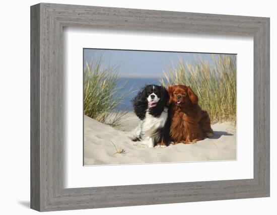 Cavalier King Charles Spaniels With Tricolor And Ruby Colourations On Beach, Texel, Netherlands-Petra Wegner-Framed Photographic Print