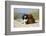 Cavalier King Charles Spaniels With Tricolor And Ruby Colourations On Beach, Texel, Netherlands-Petra Wegner-Framed Photographic Print