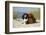 Cavalier King Charles Spaniels With Tricolor And Ruby Colourations On Beach, Texel, Netherlands-Petra Wegner-Framed Photographic Print