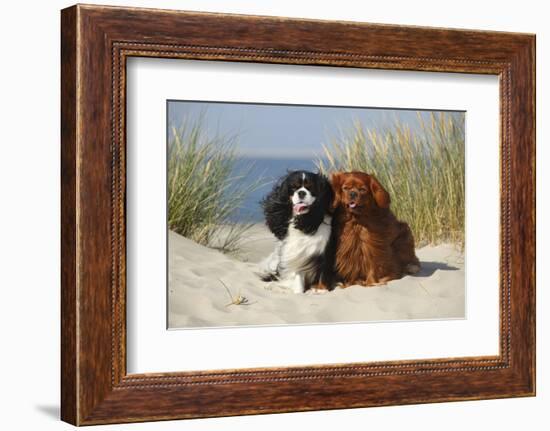 Cavalier King Charles Spaniels With Tricolor And Ruby Colourations On Beach, Texel, Netherlands-Petra Wegner-Framed Photographic Print