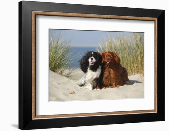 Cavalier King Charles Spaniels With Tricolor And Ruby Colourations On Beach, Texel, Netherlands-Petra Wegner-Framed Photographic Print