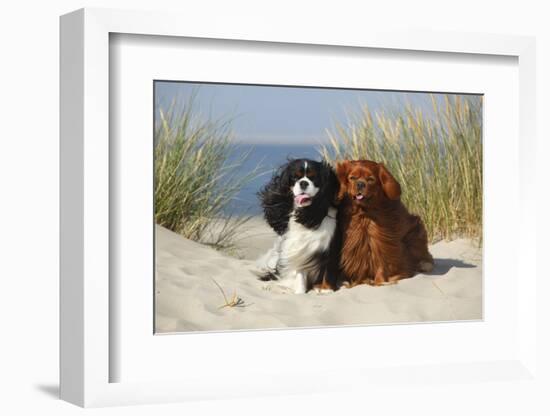 Cavalier King Charles Spaniels With Tricolor And Ruby Colourations On Beach, Texel, Netherlands-Petra Wegner-Framed Photographic Print