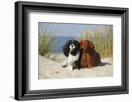 Cavalier King Charles Spaniels With Tricolor And Ruby Colourations On Beach, Texel, Netherlands-Petra Wegner-Framed Photographic Print