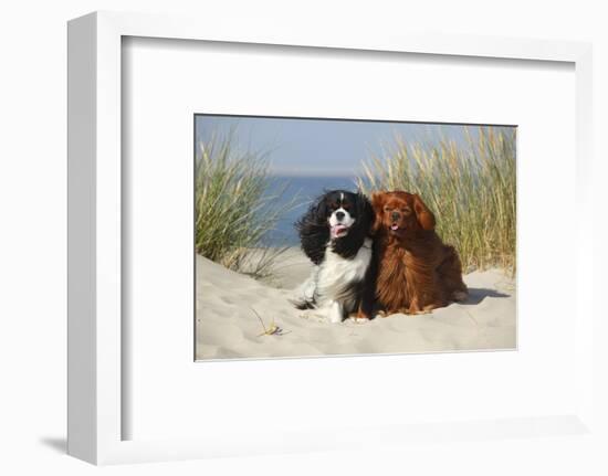 Cavalier King Charles Spaniels With Tricolor And Ruby Colourations On Beach, Texel, Netherlands-Petra Wegner-Framed Photographic Print