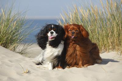 cavalier king charles spaniel tri