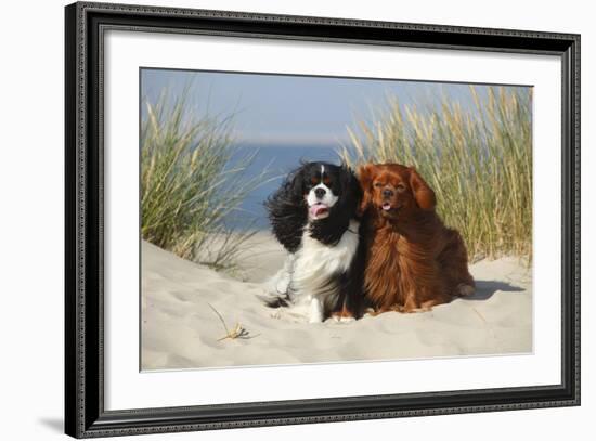 Cavalier King Charles Spaniels With Tricolor And Ruby Colourations On Beach, Texel, Netherlands-Petra Wegner-Framed Photographic Print