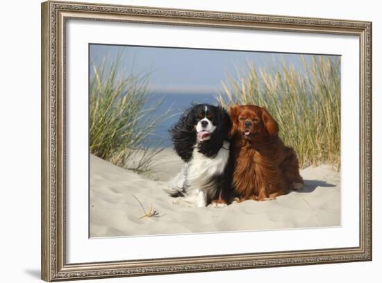 Cavalier King Charles Spaniels With Tricolor And Ruby Colourations On Beach, Texel, Netherlands-Petra Wegner-Framed Photographic Print