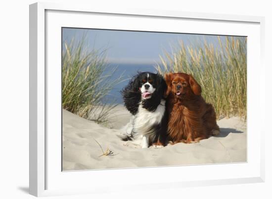 Cavalier King Charles Spaniels With Tricolor And Ruby Colourations On Beach, Texel, Netherlands-Petra Wegner-Framed Photographic Print