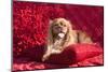 Cavalier Lying on Red Pillow-Zandria Muench Beraldo-Mounted Photographic Print