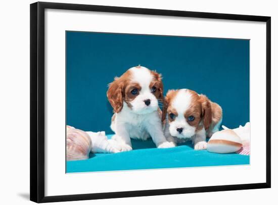 Cavalier Puppies with Shells-Zandria Muench Beraldo-Framed Photographic Print